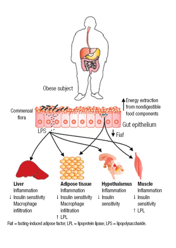 z bacteriais intestinais.png 2.jpg